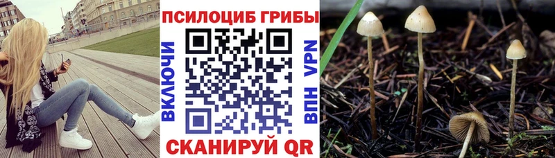 Галлюциногенные грибы Psilocybine cubensis  Купить  Каргополь 